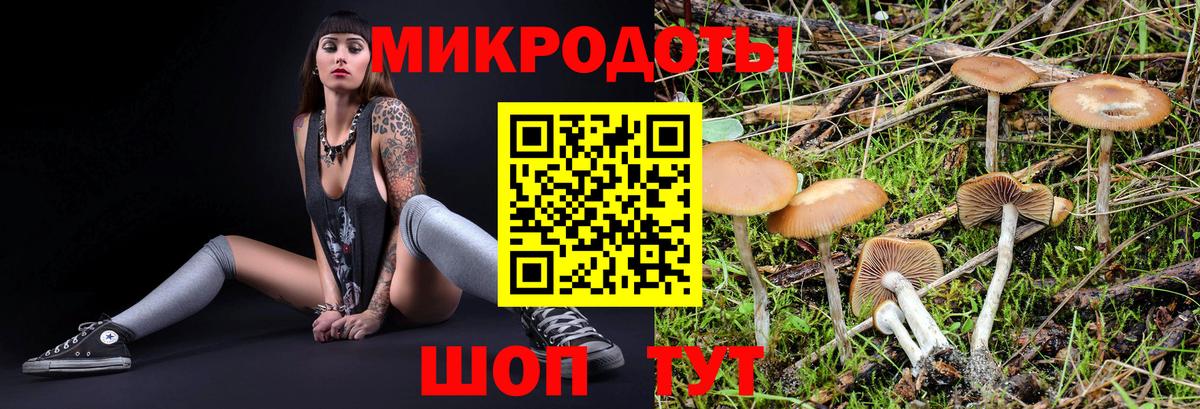 Галлюциногенные грибы Psilocybe Муром